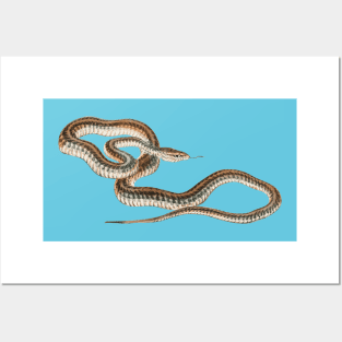 serpent,cobra,reptile,viper,venom,lizard,rattlesnake,king cobra Posters and Art